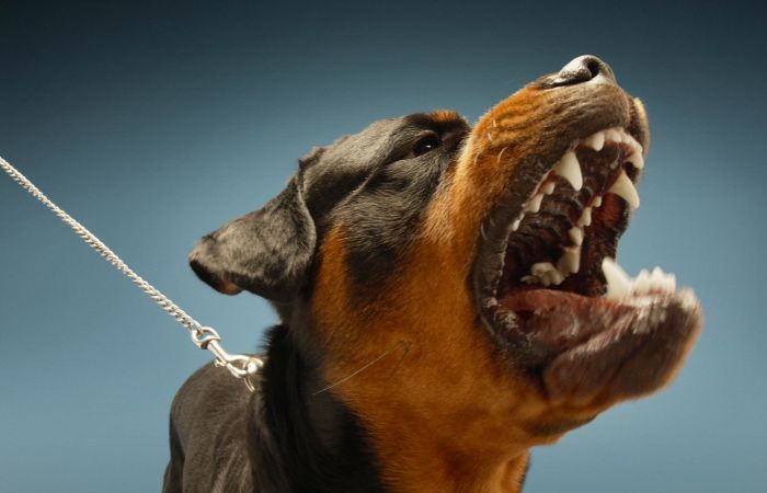 Negative Words That Start with V - vicious